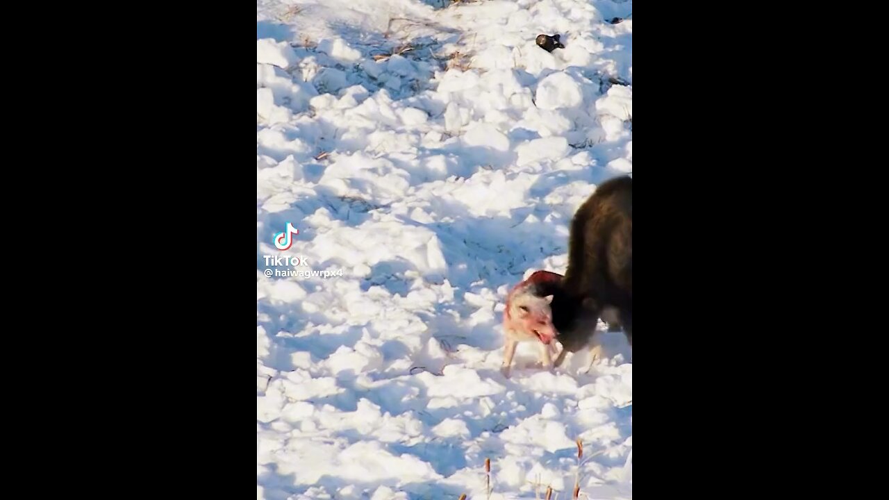 animals