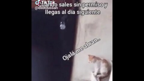 El gato Volviendo de la fiesta 😂😂😂