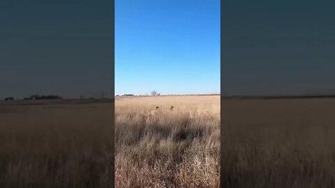 Sooo FUN!!! #birddog #pheasanthunting #shorts