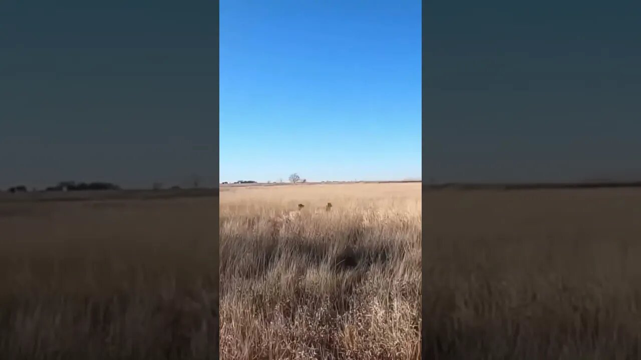 Sooo FUN!!! #birddog #pheasanthunting #shorts