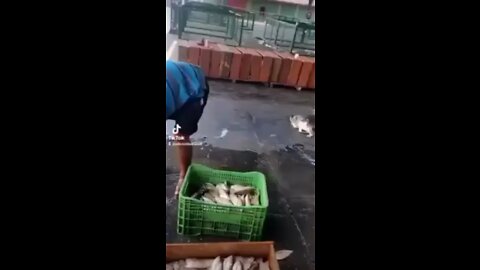 PEIXE PÁC#