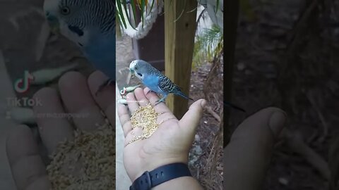Eating out of the palm of my hand