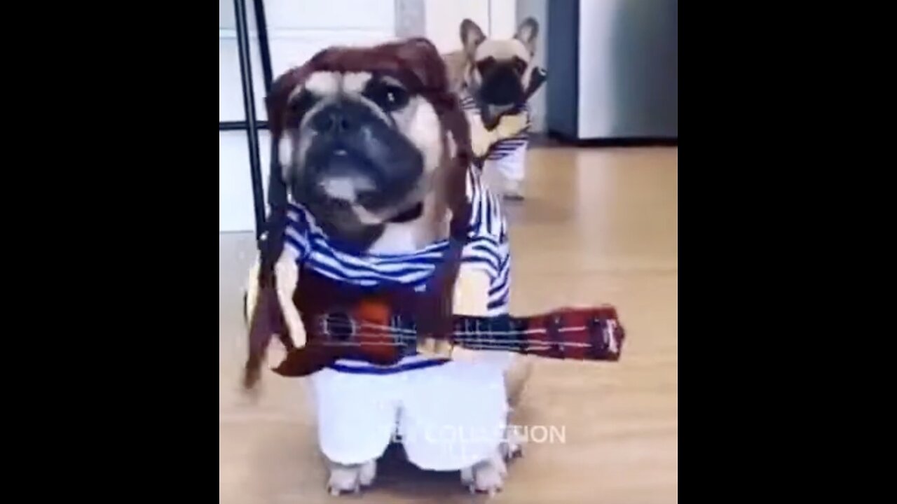 Pet Dogs
