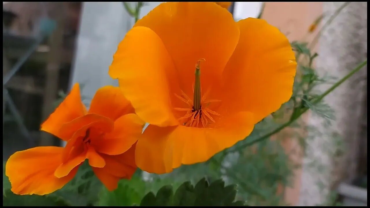 California poppy