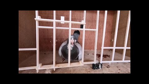 New Birds , Herman's Cuesters .