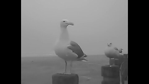 X-rays of Seagulls