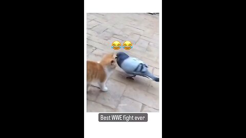 Best WWE fight 😂😂