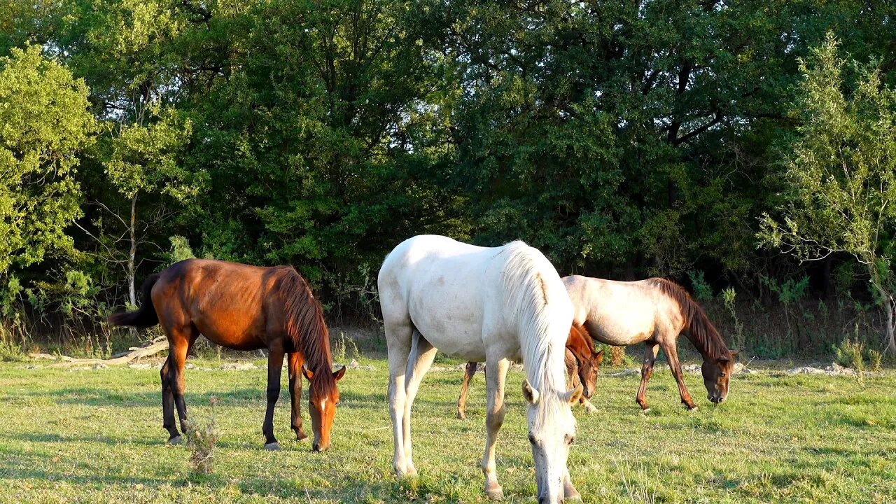 Жеребец утром на природе с мамой