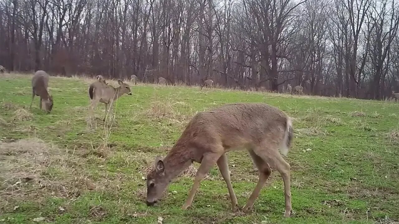 Determining Doe Harvesting for Better Habitats