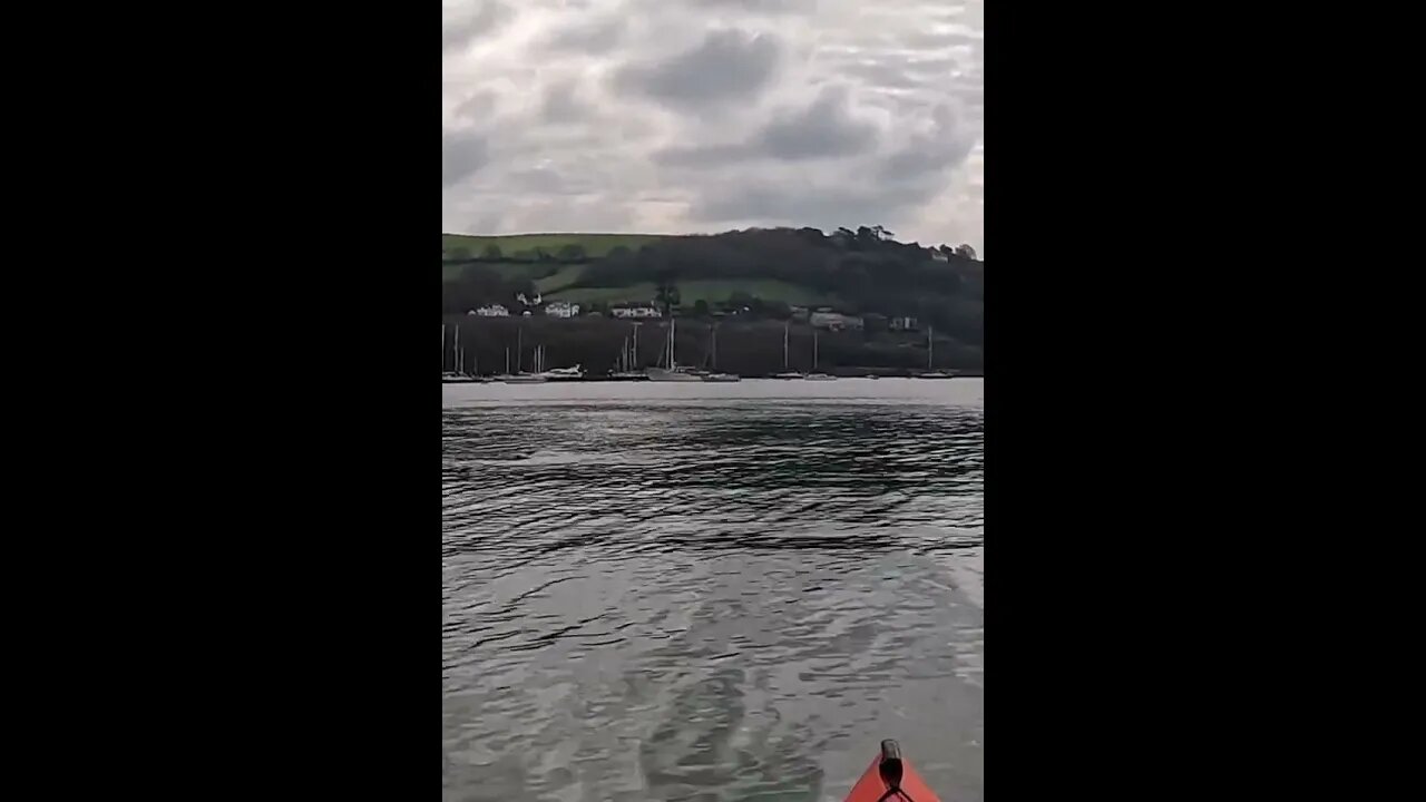 close encounter with a grey seal on the river Dart #seal #sealife #animals #sea #river #wildlife