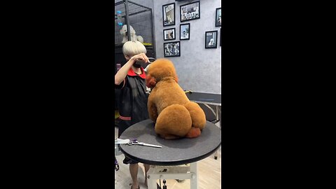 Sexy poudle🍑🐶🍑😍