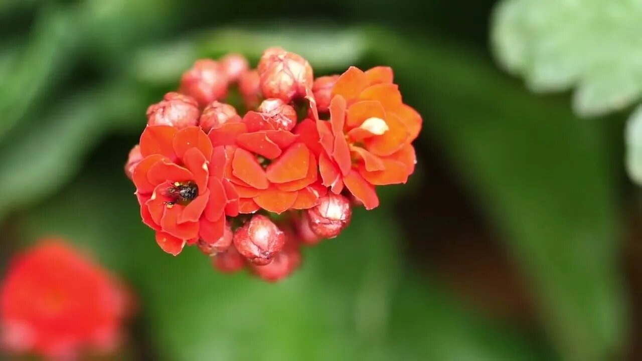 Flowers West Indian Lantana Or Lantana Camara