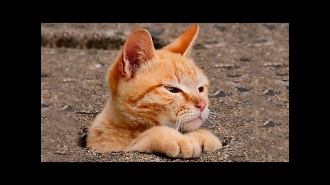 Funny Dogs Reaction Moments - Funniest Animals Video 😺🐶 2023 | Pets Island