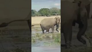 elefante VS jacaré 😱😱