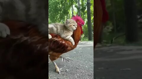 This cat must be thinking: Nice ride!🐓😺 #shorts