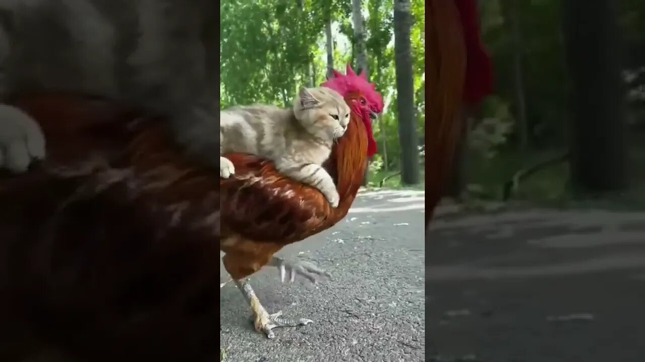 This cat must be thinking: Nice ride!🐓😺 #shorts