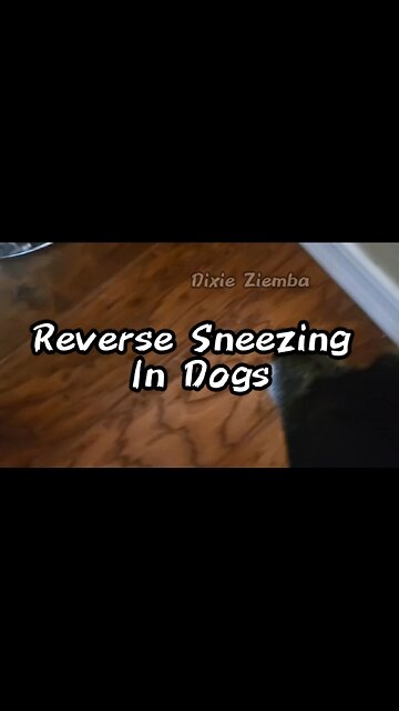 Caught in the act! 😮 Here's what reverse sneezing looks like for your furry friend