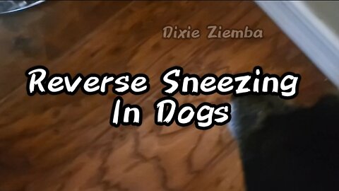 Caught in the act! 😮 Here's what reverse sneezing looks like for your furry friend