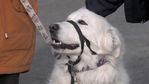 Dog saves Blind man from falling into a manhole