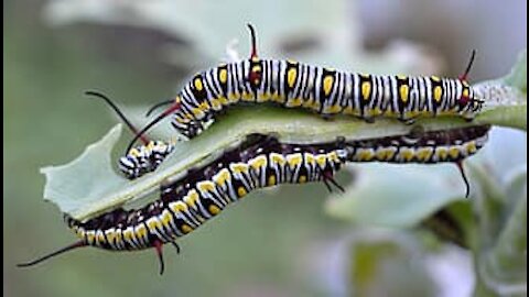 Queen, Butterfly, Larva, Crown, Flower,