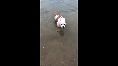 Swimming