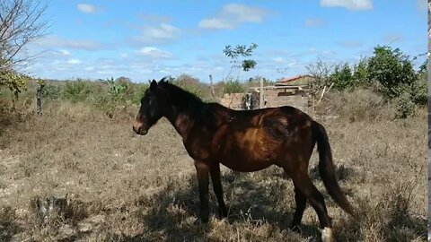 Cuidando do Pangaré bichinho da precisando cavalo velho