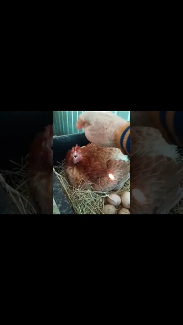 Chicken laying eggs, screeches when I touch her