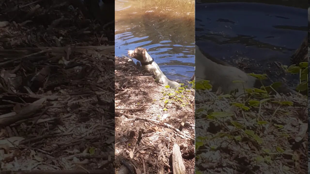 Dog's first ever swim. Clumsy jump into the water