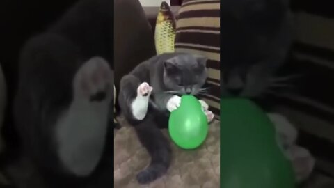 cute and funny cat3 video #shorts