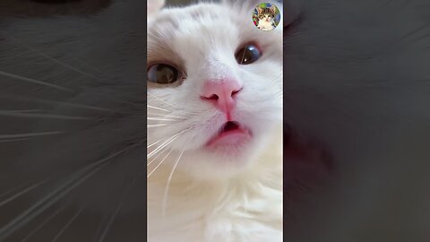 Aww Cute Cats Videos Funny Animals Compilation😹