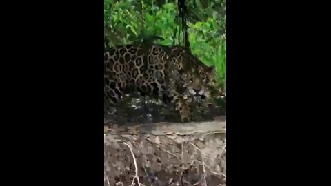 Jaguar Takes On Caiman