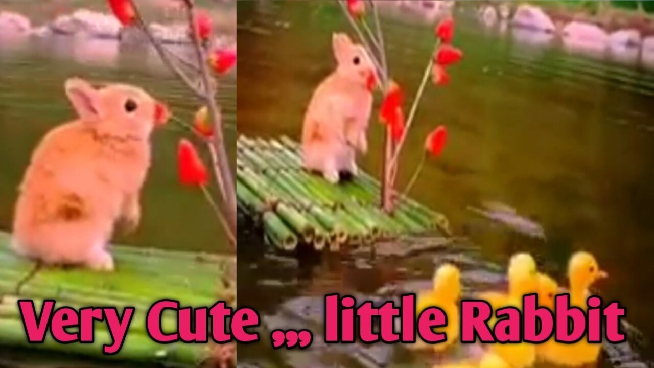 Very Cute ,, $ ,, little rabbit Beautiful Video.