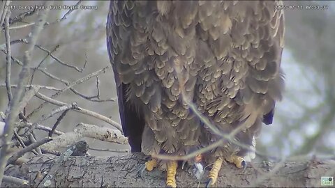 Hays Eagles Mom's Brood Patch inspection covert feathers separation noted 21122 7:33am