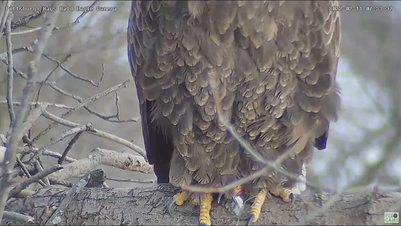 Hays Eagles Mom's Brood Patch inspection covert feathers separation noted 21122 7:33am