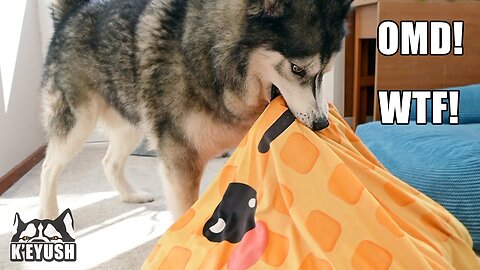 I stuffed his favorite items into his bed, my husky's!