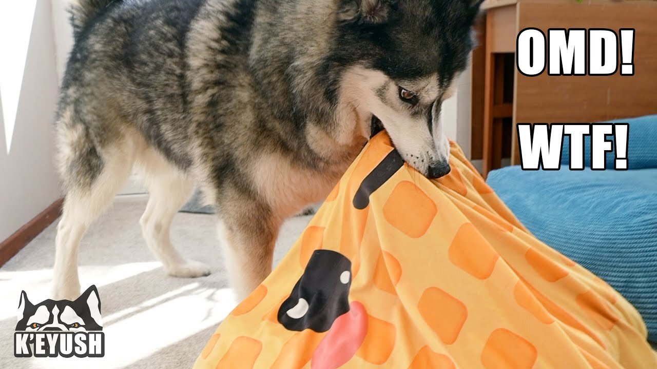 I stuffed his favorite items into his bed, my husky's!
