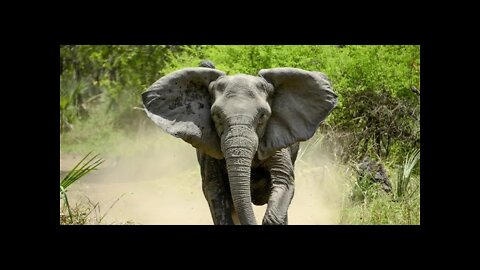 PEOPLE AND ANIMALS OF THE WORLD , ELEPHANTS