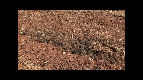 How permaculture raised beds survives heavy rains
