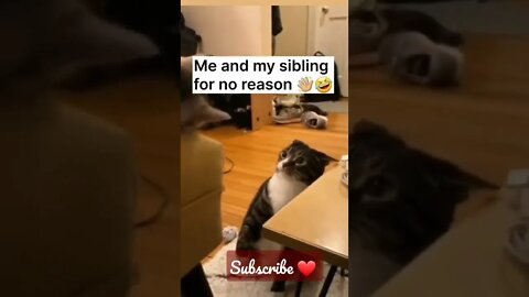 Me and My Siblings- Cute Cats!! #shorts #cat #catsoftiktok