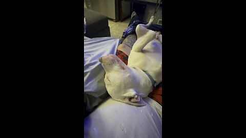 Too cute 😊 #reels #sleeping #dreaming #pitbulls #dogs #dogsdreaming