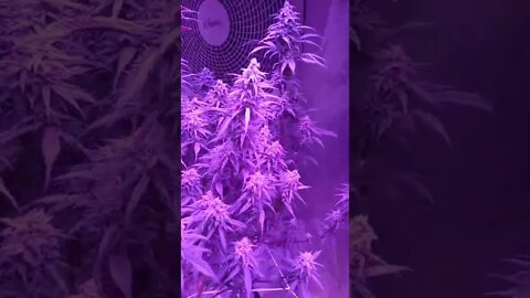 Cannabis In Bloom The end of week 5