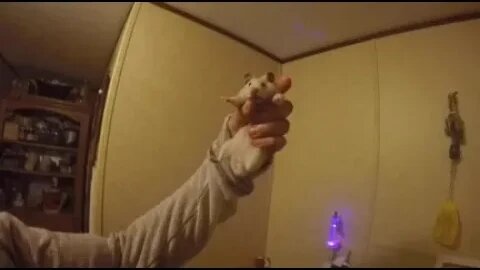 Christmas decorations, poop emoji stuff & Joey B!