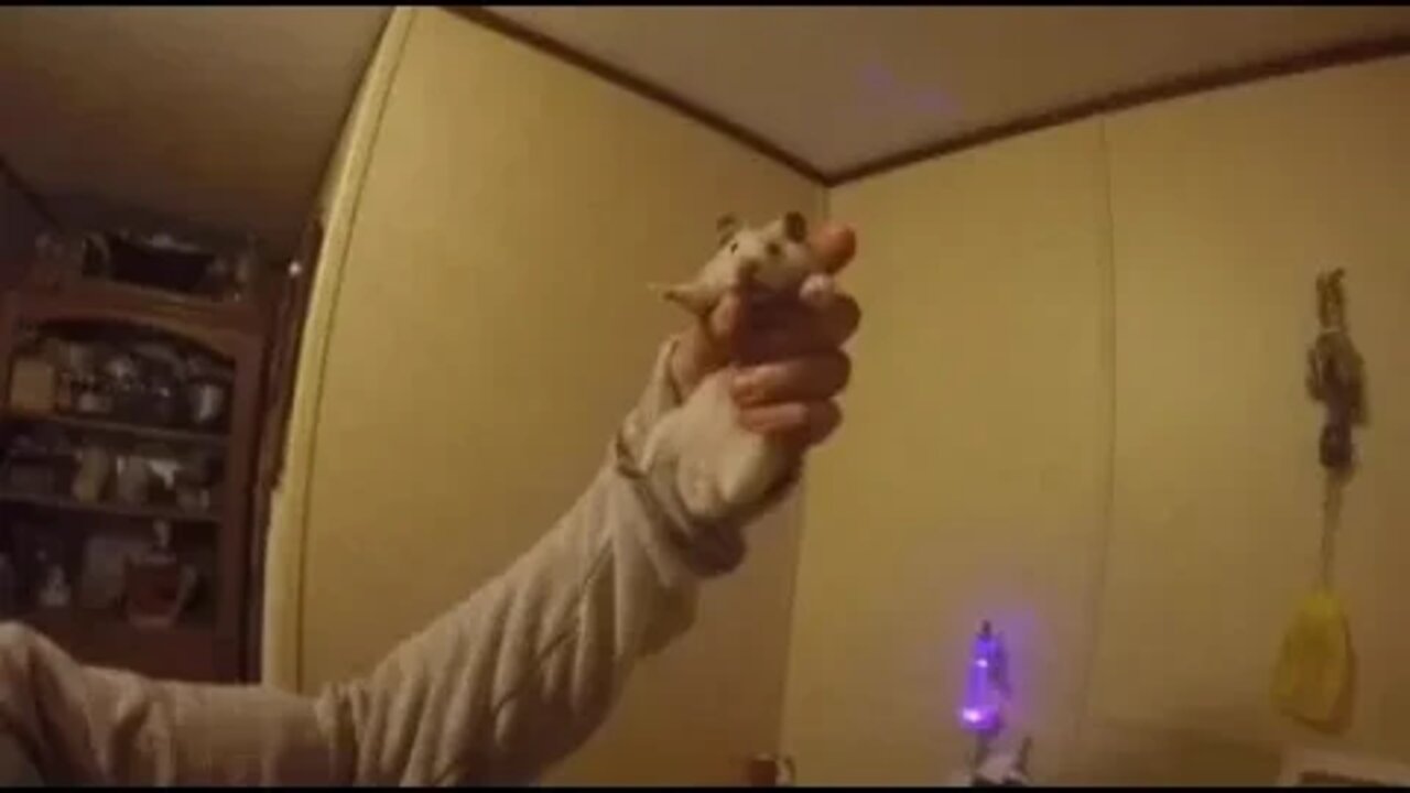 Christmas decorations, poop emoji stuff & Joey B!