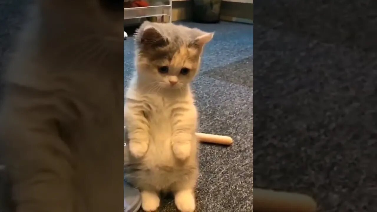 Beautiful kitten 🥰