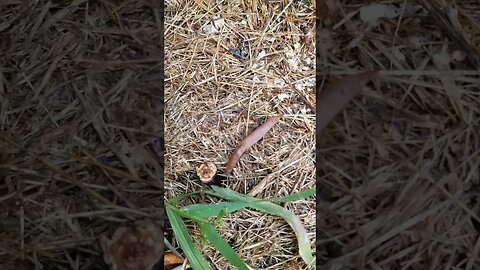 Every Time I Go Into My Garden #garden #gardening #pest #gardener