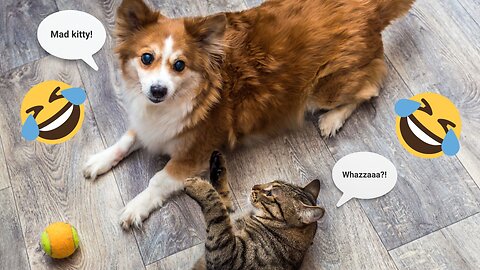 Funniest Cats and Dogs Video 🤣 #1