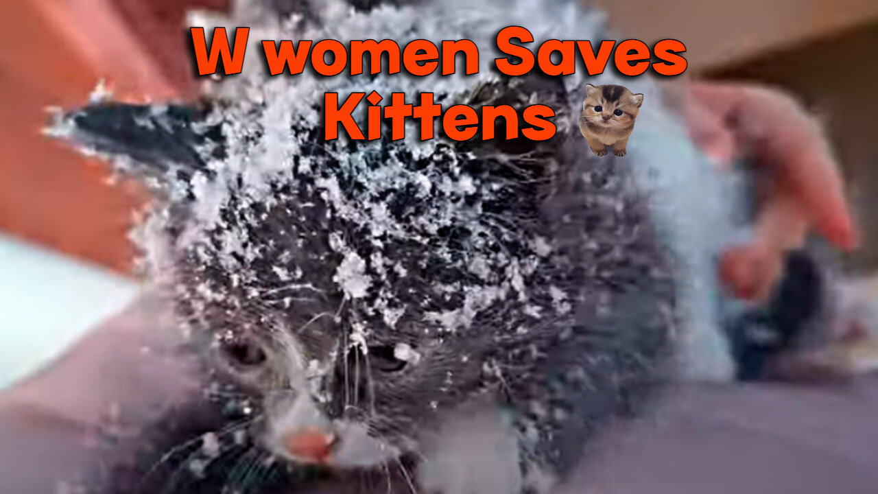 W women Saves Kittens Found inside a Box amidst the Snow