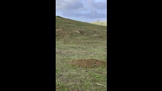 Ground Squirrel 🐿 Run