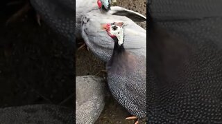 Female guinea fowl call followed by male guinea fowl call