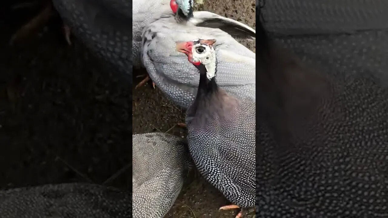 Female guinea fowl call followed by male guinea fowl call